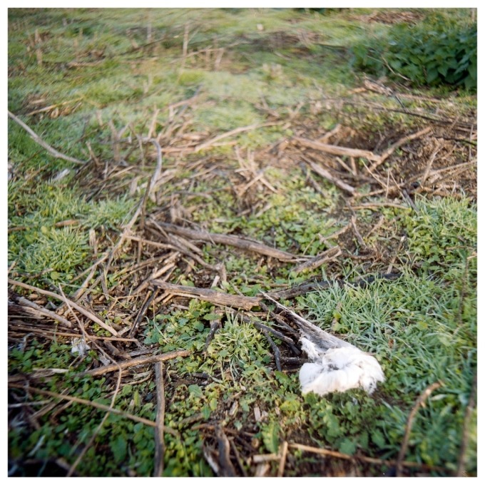 Martin and the Island of birds (SVK)